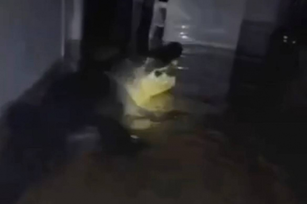 Неожиданные последствия урагана «Милтон»: семья обнаружила в своем доме аллигатора | Во Флориде после урагана в жилой дом забрался аллигатор