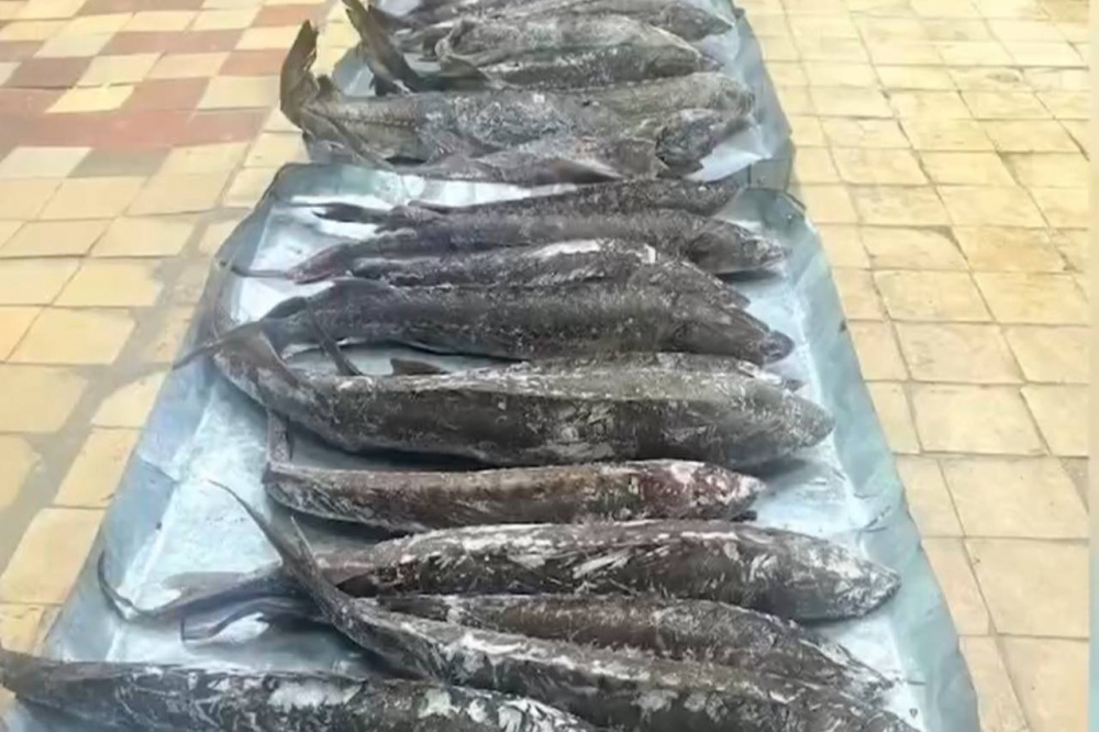 Сотрудники полиции задержали тагильчанина, который незаконно занимался отловом краснокнижных рыб | На Урале мужчина незаконно добывал особо ценные биологические ресурсы