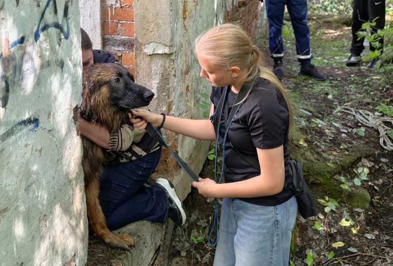 Спасатели Нижнего Тагила вытащили щенка овчарки из подвала частного дома | В Нижнем Тагиле спасатели спасли щенка, провалившегося в подвал