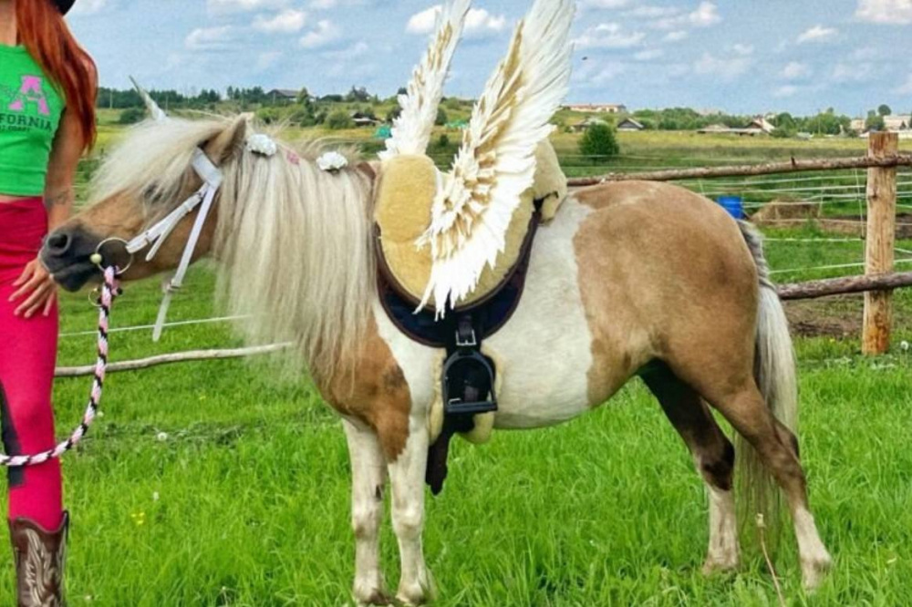 В Нижнем Тагиле продают звезду YouTube канала– шетлендскую пони | На Урале популярную пони продают за 150 тысяч рублей