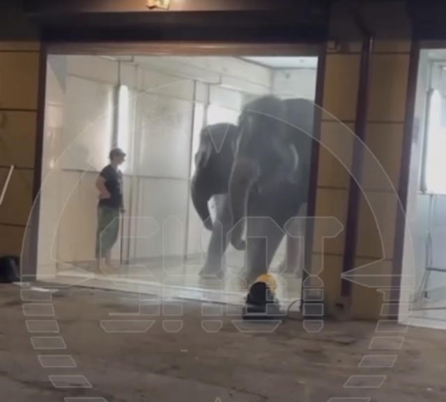 Семейный аквапарк на автомойке: слоны подарили бесплатное шоу в самом необычном исполнении | Семья слоников превратила автомойку в аквапарк