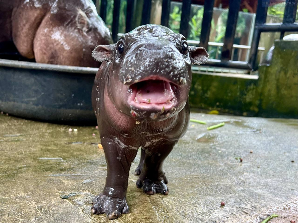Детеныш карликового бегемота покорил Интернет своей фотогеничностью  | Детеныш бегемота из Таиланда покорил публику