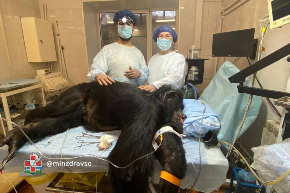 Свердловские медики смогли успешно удалить редкую опухоль у шимпанзе Марты | На Урале онкохирурги и ветеринары удалили редкую опухоль у шимпанзе Свердловские медики смогли успешно удалить редкую опухоль у шимпанзе Марты | На Урале онкохирурги и ветеринары удалили редкую опухоль у шимпанзе