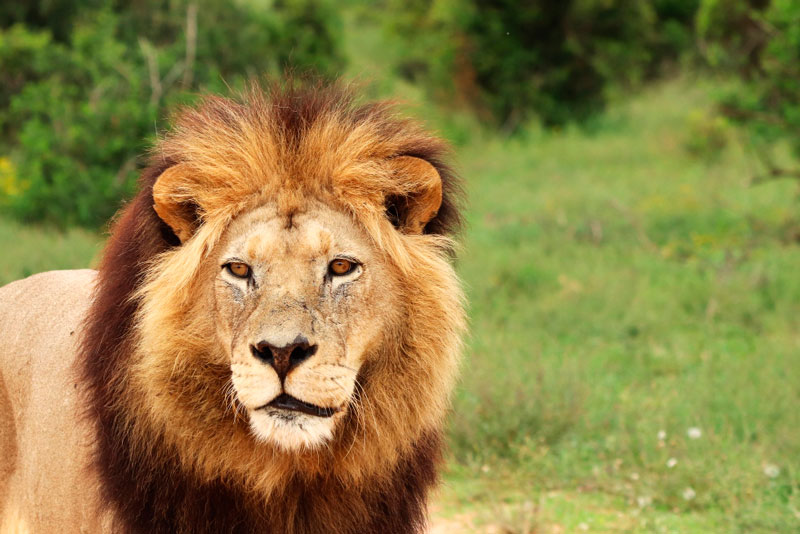 В истории «Тайгана» это не первый случай: на владельца крымского сафари-парка Зубкова напал лев  | Российские врачи борются за жизнь Олега Зубкова, на которого напал лев