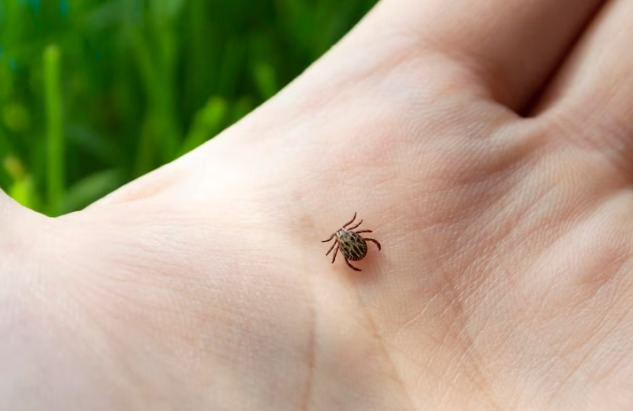 В Нижнем Тагиле зафиксировали случаи присасывания клещей: где это произошло?   | На Урале участились случаи присасывания клещей