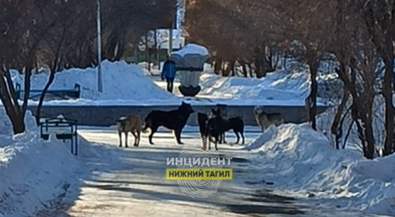 Жители Нижнего Тагила жалуются в соцсетях на собачьи стаи