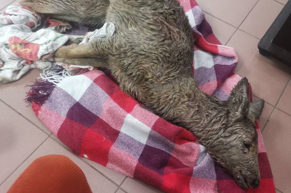 В Нижнем Тагиле волонтерам не удалось спасти косулю: животное погибло  | На Урале погибла косуля со следами нападения собак 