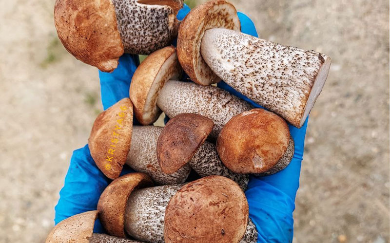 Где в Нижнем Тагиле ещё есть грибы: свежие отчёты грибников | Нижний Тагил снова с грибами: где сейчас собирают полные корзины