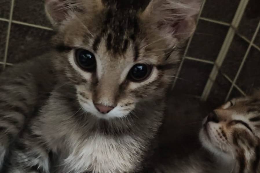 Котят съедали сородичи: волонтеры продолжают лечить спасенных из квартиры Нижнего Тагиле кошек | На Урале волонтеры продолжают лечение кошек, найденных в квартире с более чем 100 животными