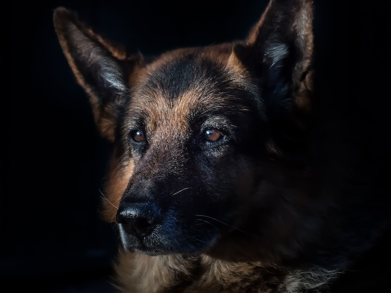 В Уральском аэропорту служебные собаки смогли обнаружить более 11 миллионов рублей, которые пытались незаконно провезти | На Урале овчарки на таможне выявили почти 200 нарушений за 2024 год