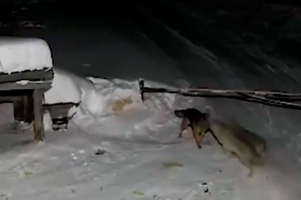 Под Нижним Тагилом стая волков растерзала собаку
