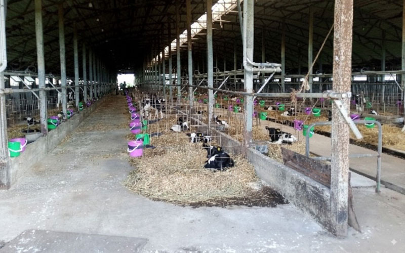 Совхоз «Шумихинский» под Нижним Тагилом продают за копейки: цена упала в 10 раз | В Свердловской области снизили цену на акции совхоза «Шумихинский» до 6,3 млн рублей