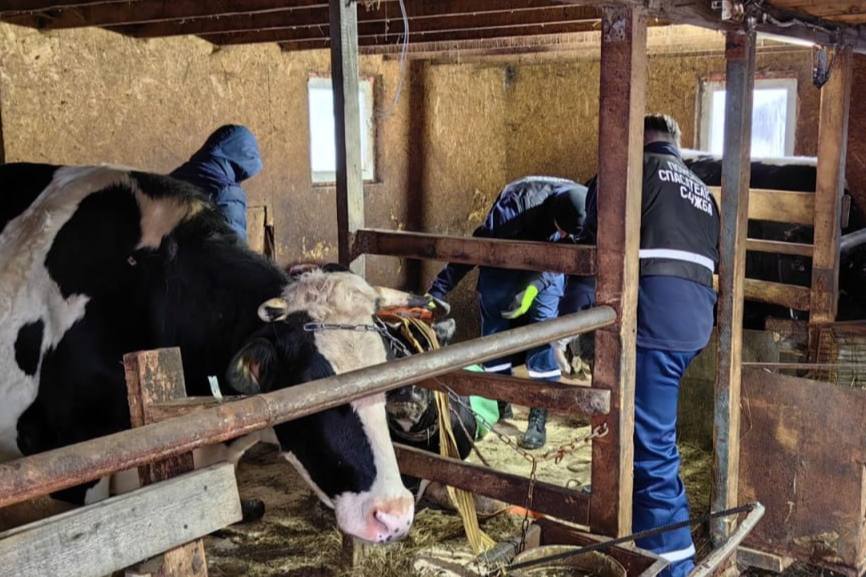 В Нижнем Тагиле спасатели помогли упавшей корове | На Урале специалисты оказали помощь корове