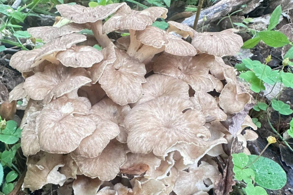 Свердловские грибники обнаружили удивительную находку – редкий краснокнижный гриб | Уральские грибники нашли редкий краснокнижный гриб Свердловские грибники обнаружили удивительную находку – редкий краснокнижный гриб | Уральские грибники нашли редкий краснокнижный гриб