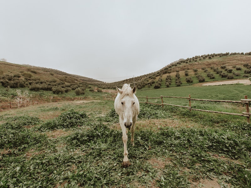 Хозяин табуна лошадей на Урале оштрафован на более полумиллиона рублей за уничтожение посевов агрофирмы