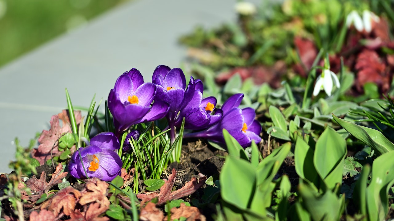 Заявки на конкурс «Лучшая улица» и «Лучшая клумба» открыты для жителей частного сектора Тагилстроевского района Нижнего Тагила