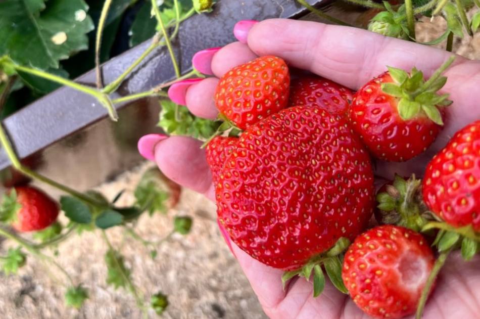 В Свердловской области садоводы продолжают собирать малину и клубнику | На Урале дачники собирают малину и клубнику В Свердловской области садоводы продолжают собирать малину и клубнику | На Урале дачники собирают малину и клубнику
