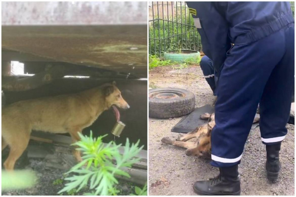 Тагильские спасатели помогли двум собакам: одна не могла выбраться из трубы, а язык другой застрял в банке | На Урале специалисты спасли собаку, язык которой застрял в банке с тушенкой