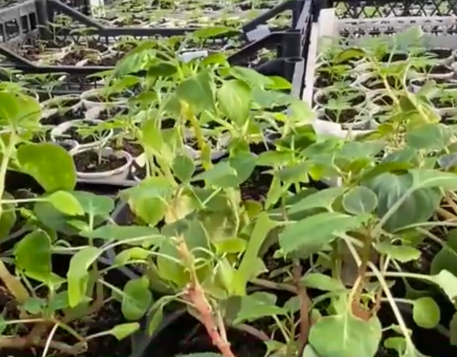 Нижний Тагил готовится к цветочному оформлению