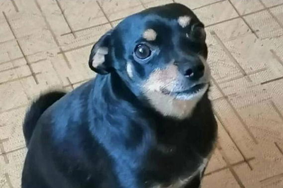 Счастливый финал: найденный той-терьер "Толстенький" Арчи скоро вернется к своему хозяину