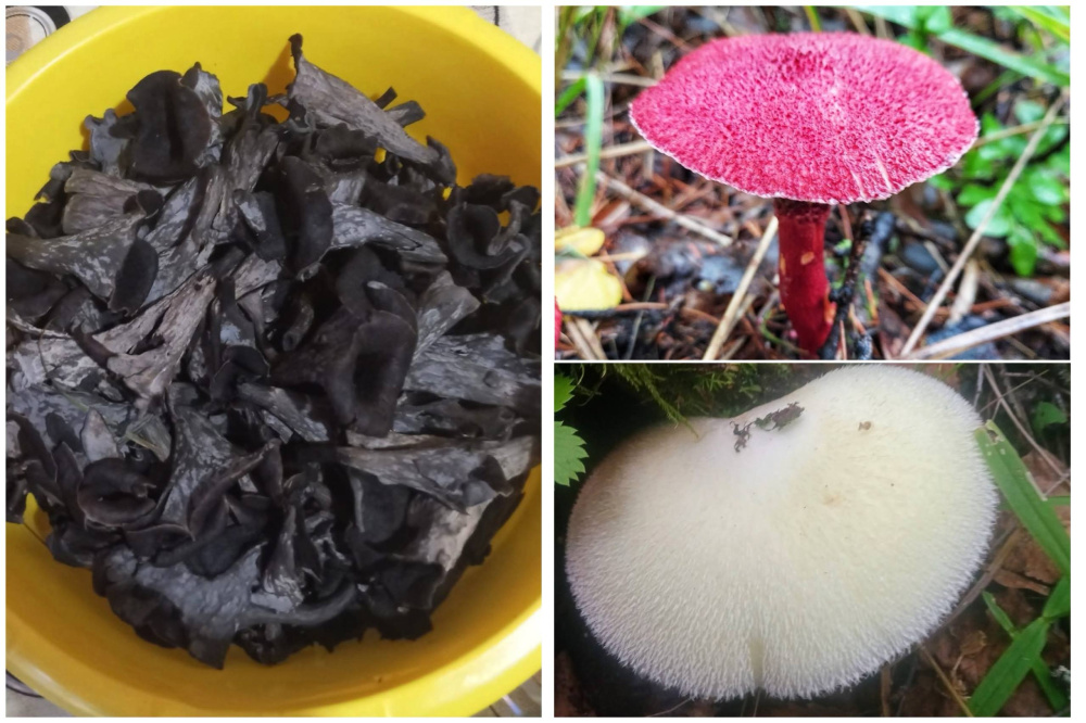Черные лисички, ярко-розовые грибы и редкая Вольвариэлла шелковистая: находки свердловских грибников | Уральские грибники нашли в лесу ярко-розовый гриб Черные лисички, ярко-розовые грибы и редкая Вольвариэлла шелковистая: находки свердловских грибников | Уральские грибники нашли в лесу ярко-розовый гриб