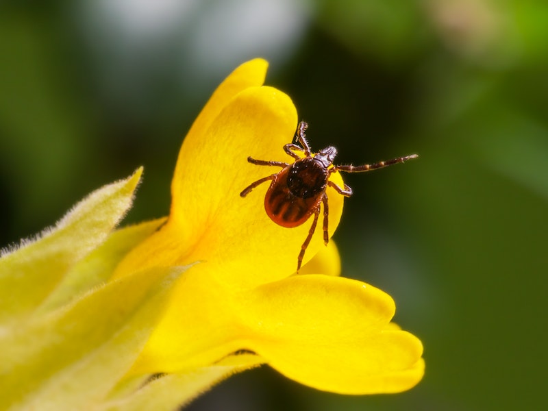 В Свердловскую область поступило свыше 96 тысяч доз вакцины против клещевого энцефалита | На Урале закупили более 96 тысяч доз вакцины от клещевого энцефалита В Свердловскую область поступило свыше 96 тысяч доз вакцины против клещевого энцефалита | На Урале закупили более 96 тысяч доз вакцины от клещевого энцефалита