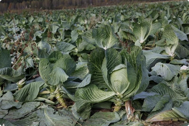 В Свердловской области отметили высокую урожайность овощей | Уральские аграрии отмечают высокую урожайность капусты и моркови