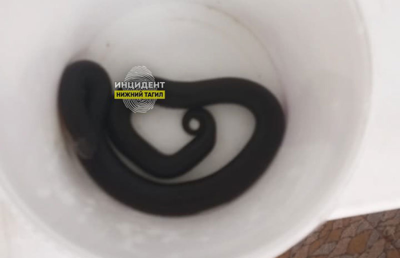 Поход за грибами в Нижнем Тагиле закончился больницей: змея укусила грибника | Житель Нижнего Тагила госпитализирован после укуса змеи, принесённой из леса вместе с грибами