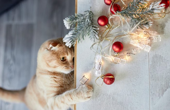 Ученый Куликова: как кошки через токсоплазмоз влияют на развитие шизофрении | Эксперт Куликова рассказала о связи кошек и психических расстройств