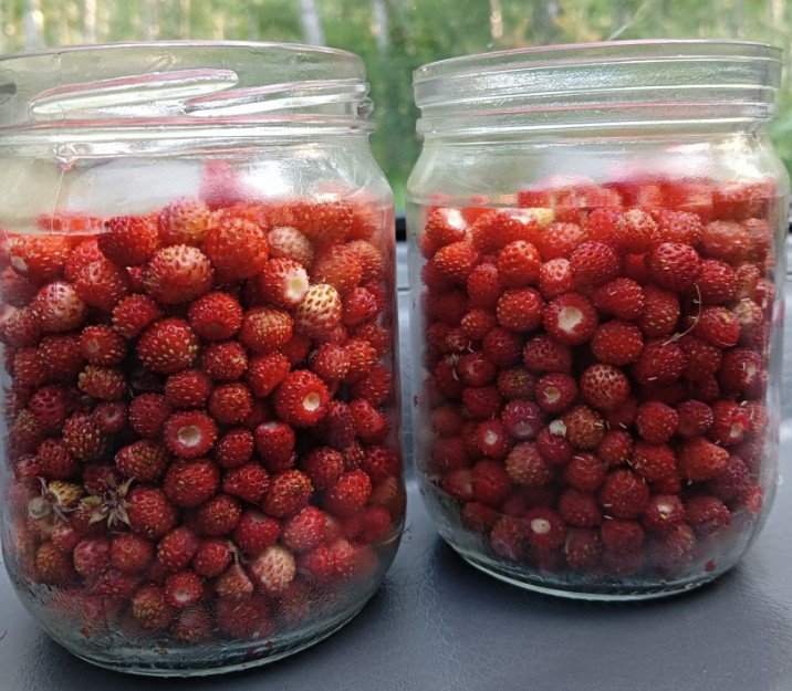 Свердловчане обнаружили первые земляничные поля и поделились кадрами урожая   | В Свердловской области начался сезон земляники  