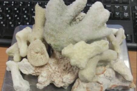 Свердловские таможенники обнаружили 124 коралла в багаже у пассажирки из Дубая | Уральские таможенники нашли более 100 редких кораллов в багаже у женщины 