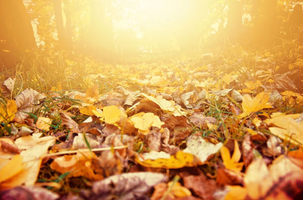 Прогноз погоды на Урале: антициклон сменится холодным фронтом | На Урале резко изменится погода: когда ждать похолодания и дождей