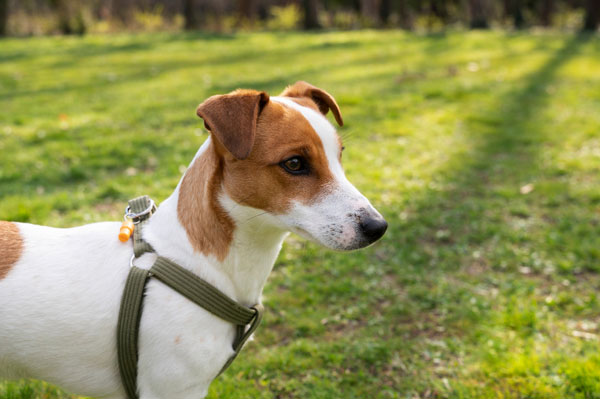 Как избежать синдрома Хатико: кинологи рассказали о правилах здоровой привязанности собаки | Кинологи объяснили как сформировать у собаки здоровую привязанность Как избежать синдрома Хатико: кинологи рассказали о правилах здоровой привязанности собаки | Кинологи объяснили как сформировать у собаки здоровую привязанность