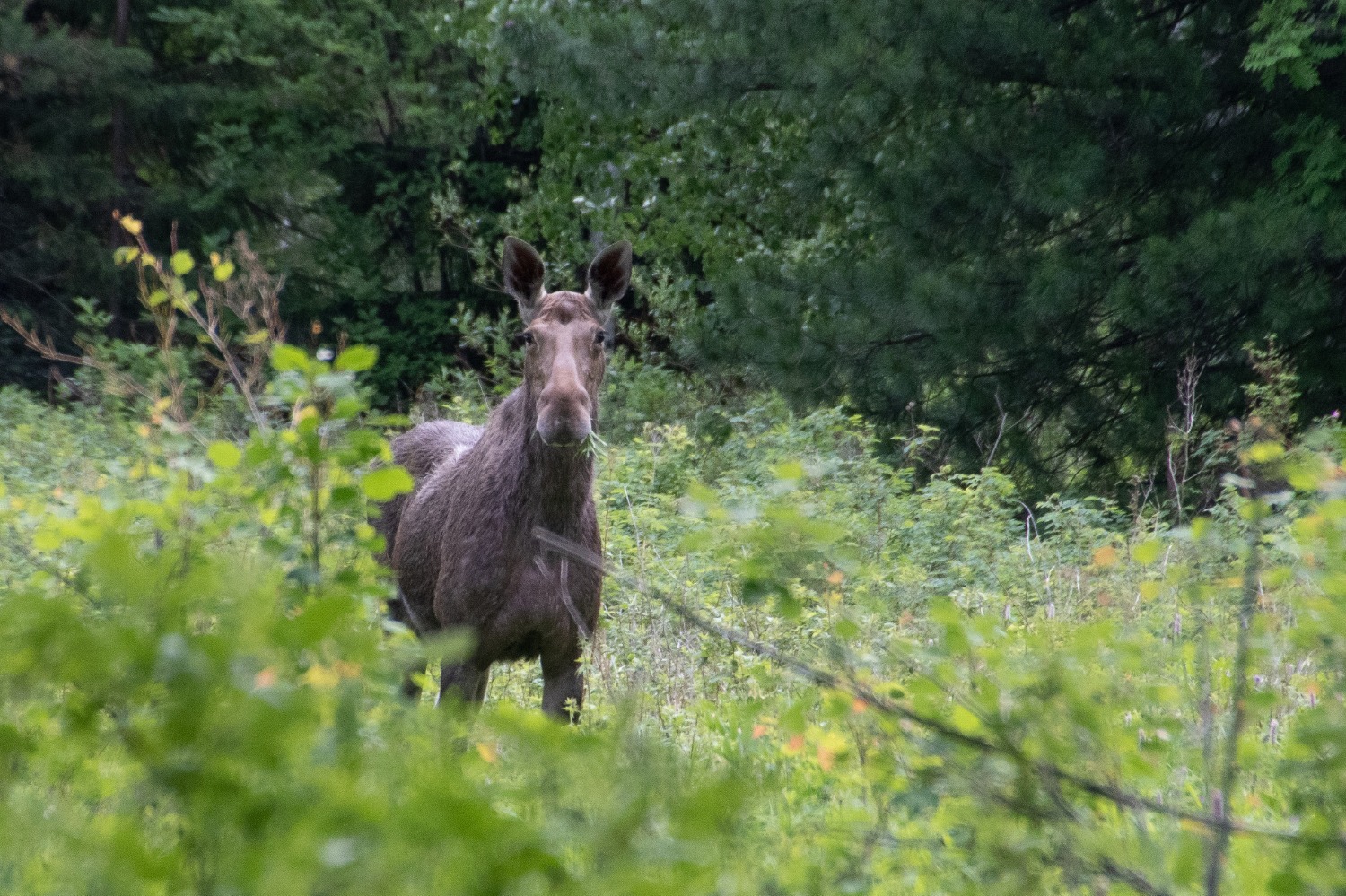 Встреча фотографа с дикой лосихой: Необычное событие во время похода на Юрьев Камень