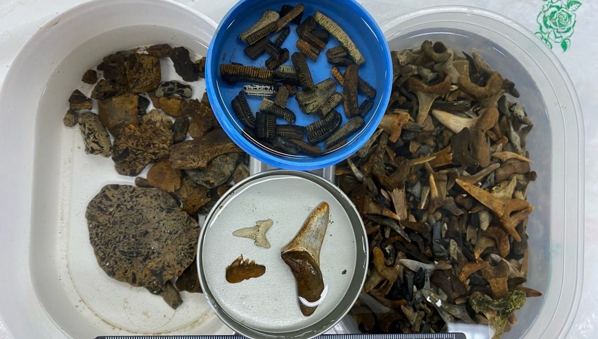 Останки древних рептилий найдены на Урале. Фото