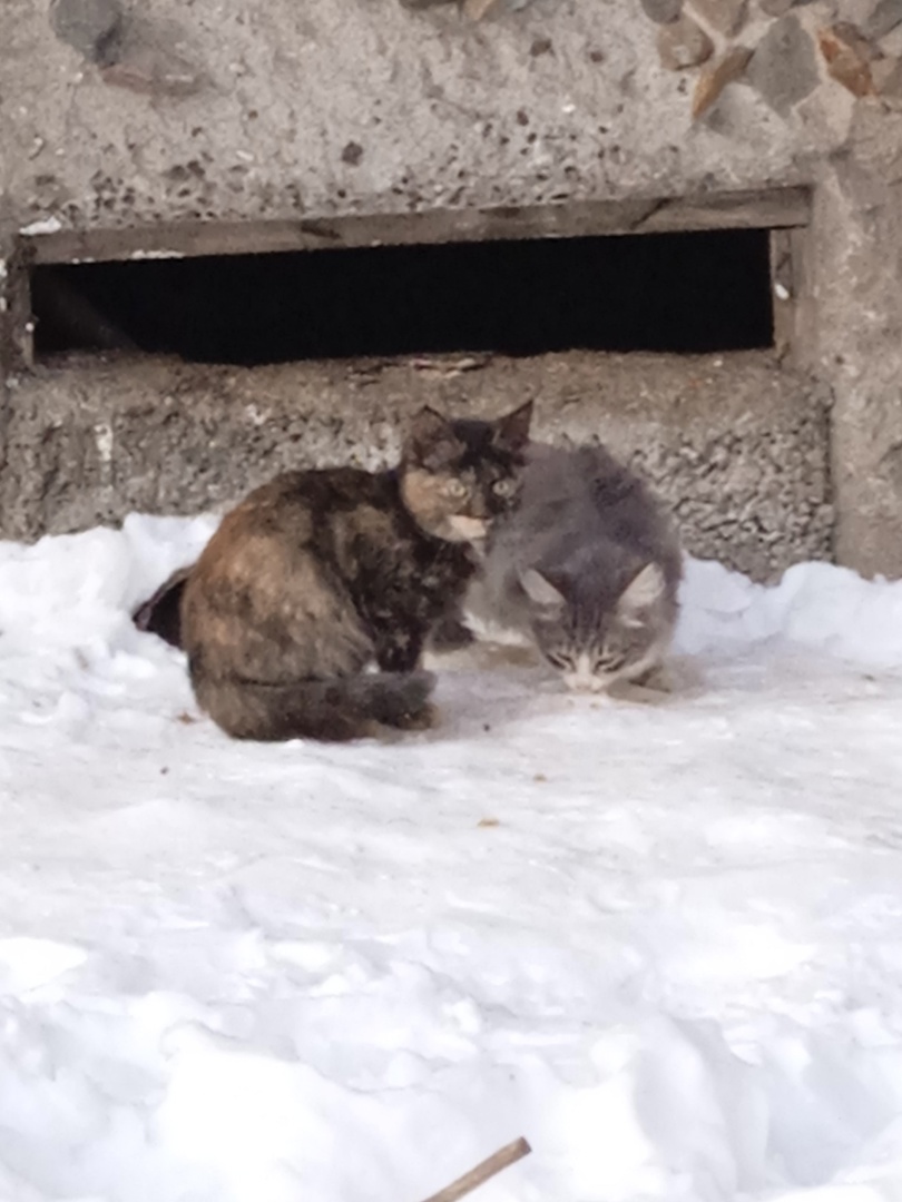 Тагильчане ищут хозяев брошенным котятам