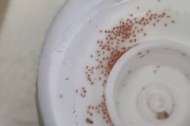 В Свердловскую область завезли полмиллиона полезных клещей | На Урал ввезли 500 тысяч полезных клещей 