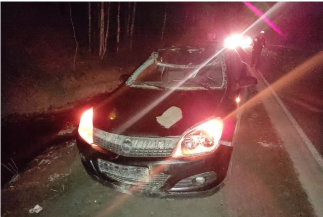 На трассе под Нижним Тагилом иномарка сбила лося