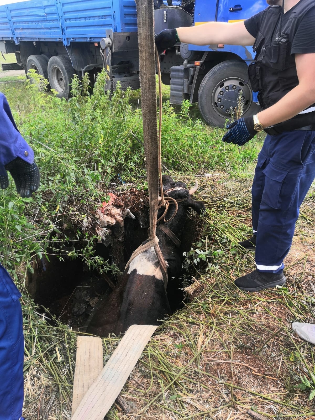 Спасатели спасли корову из заброшенной ямы в Нижнем Тагиле Спасатели спасли корову из заброшенной ямы в Нижнем Тагиле