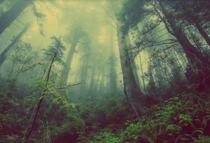 Смог от уральских пожаров дошел до Нижнего Тагила