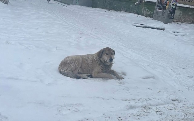В Нижнем Тагиле из машины выкинули на мороз двух собак | В Нижнем Тагиле неравнодушные спасают собак, оставленных на морозе