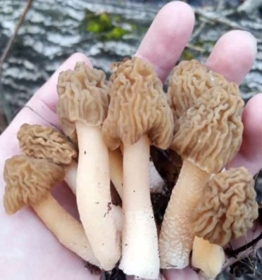 В Свердловской области стартовал грибной сезон: первые сморчки и шапочки уже найдены   | Эксперт рассказал о начале грибного сезона в Свердловской области