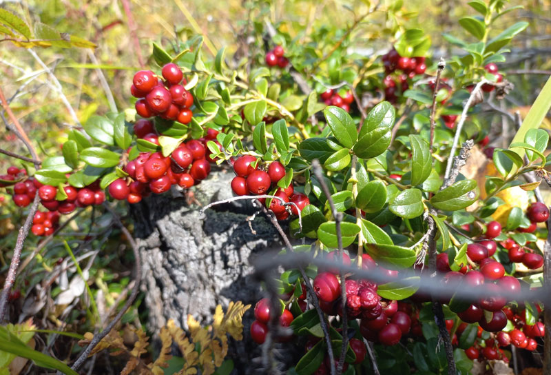 Эксперт Махова раскрыла правду о бруснике: как ягода защищает от тяжелых металлов и укрепляет иммунитет | Эксперт Махова объяснила пользу брусники для здоровья