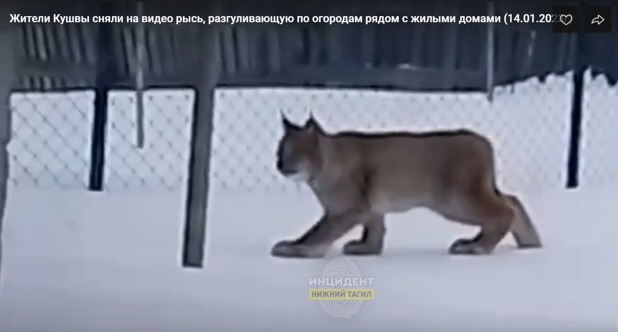 На Урале дикая рысь запугала жителей города