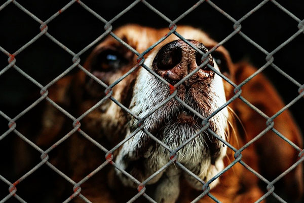 Администрация Нижнего Тагила ищет проектировщика для строительства приюта для бездомных животных | На Урале готовы направить более 7 миллионов рублей на проект по созданию приюта для собак