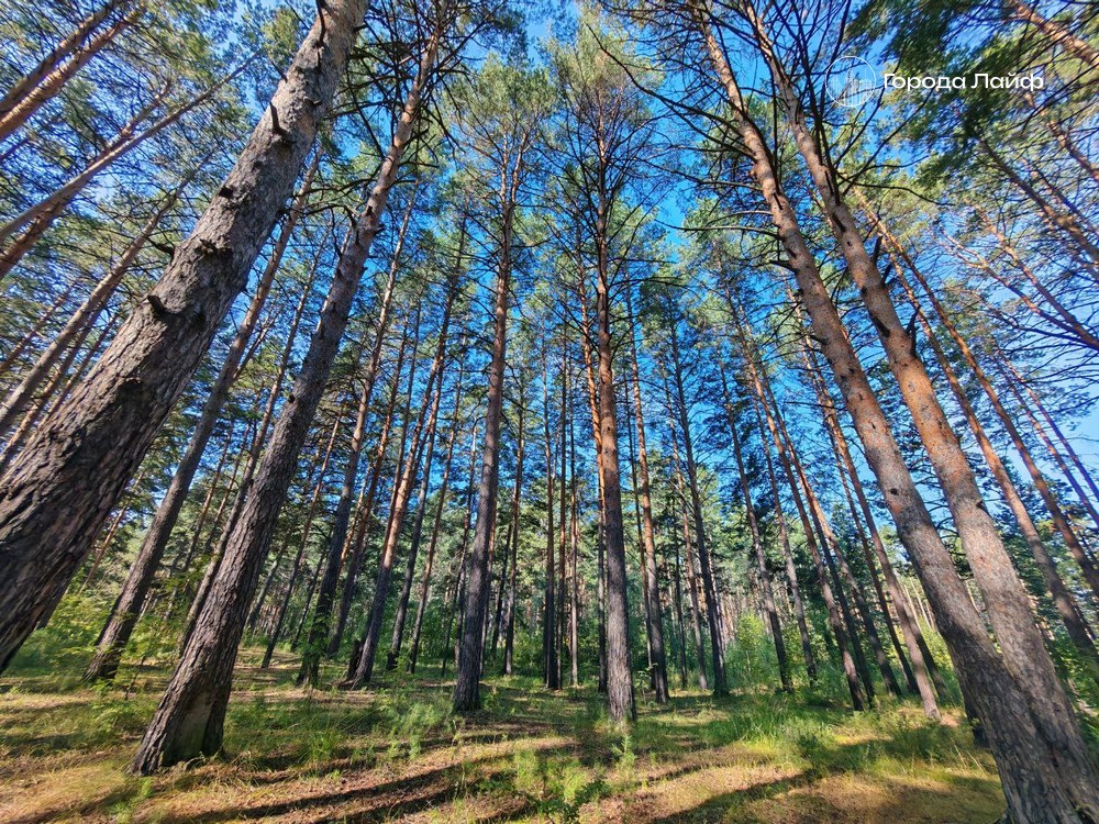 Участник СВО из Нижнего Тагила возмущён: вместо леса в Зональном — пеньки и брёвна | Тагильчанин вернулся с фронта и увидел уничтоженный лес: кто рубит Зональный