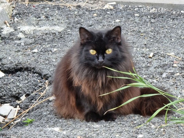 В столице Свердловской области ввели карантин по бешенству: вирус нашли у домашнего кота | На Урале объявлен карантин по бешенству после выявления вируса у домашнего кота В столице Свердловской области ввели карантин по бешенству: вирус нашли у домашнего кота | На Урале объявлен карантин по бешенству после выявления вируса у домашнего кота