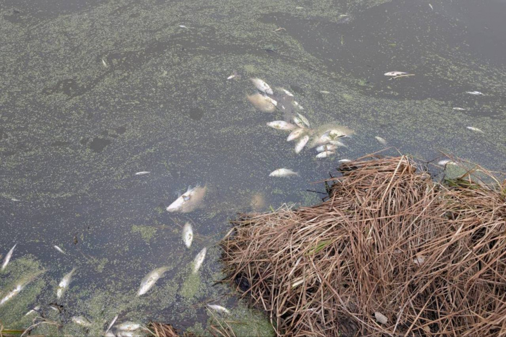 Под Нижним Тагилом провели проверку после сообщения о большом количестве мертвой рыбы | На Урале природоохранная прокуратура проверила информацию о мертвой рыбе 