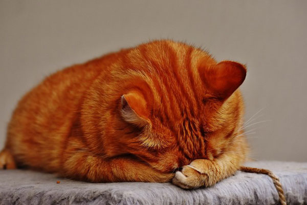 В Свердловской области полиция возбудила уголовное дело по факту убийства двух котов | На Урале полиция возбудила уголовное дело по факту жестокого обращения с животными