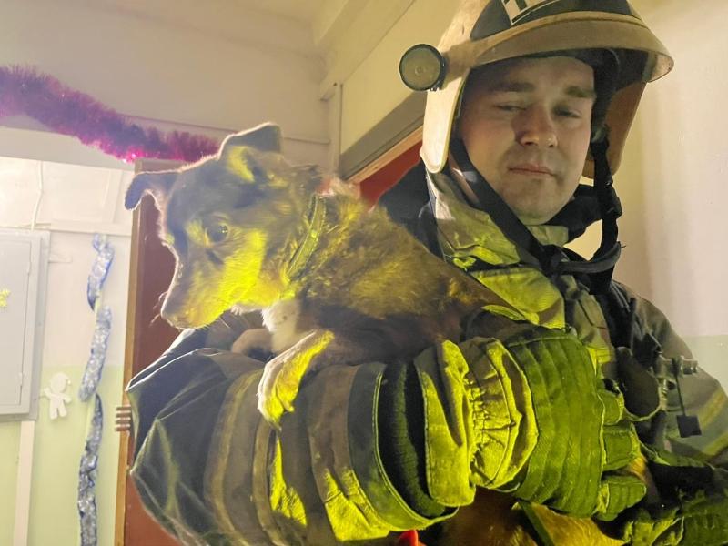 В Нижнем Тагиле пожарные спасли пенсионера и собаку из огня | Огнеборцы Нижнего Тагила потушили пожар в многоквартирном доме